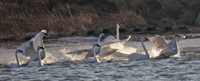 Trumpeter Swans 1104